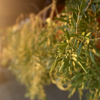 Organic Olive Leaves | Hand-Harvested in Spain
