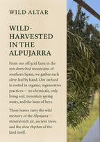 Organic Olive Leaves | Hand-Harvested in Spain