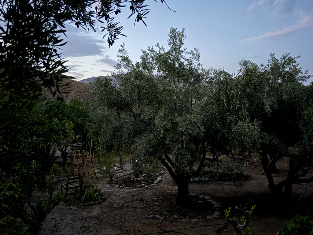 Organic Olive Leaves | Hand-Harvested in Spain