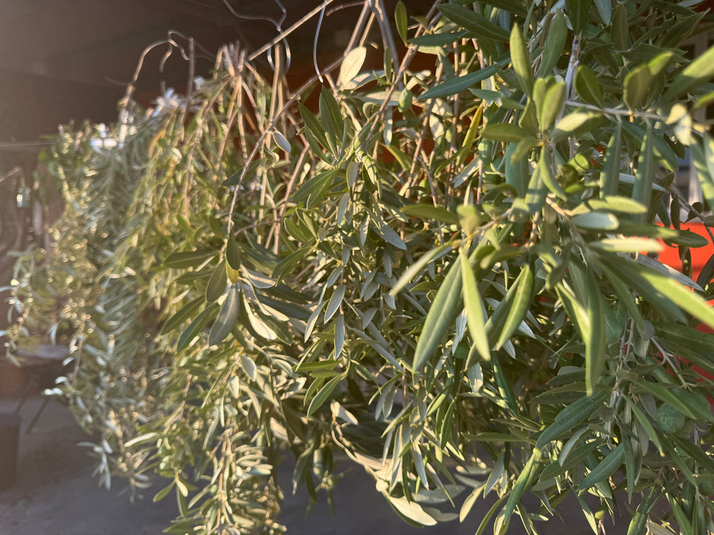 Organic Olive Leaves | Hand-Harvested in Spain