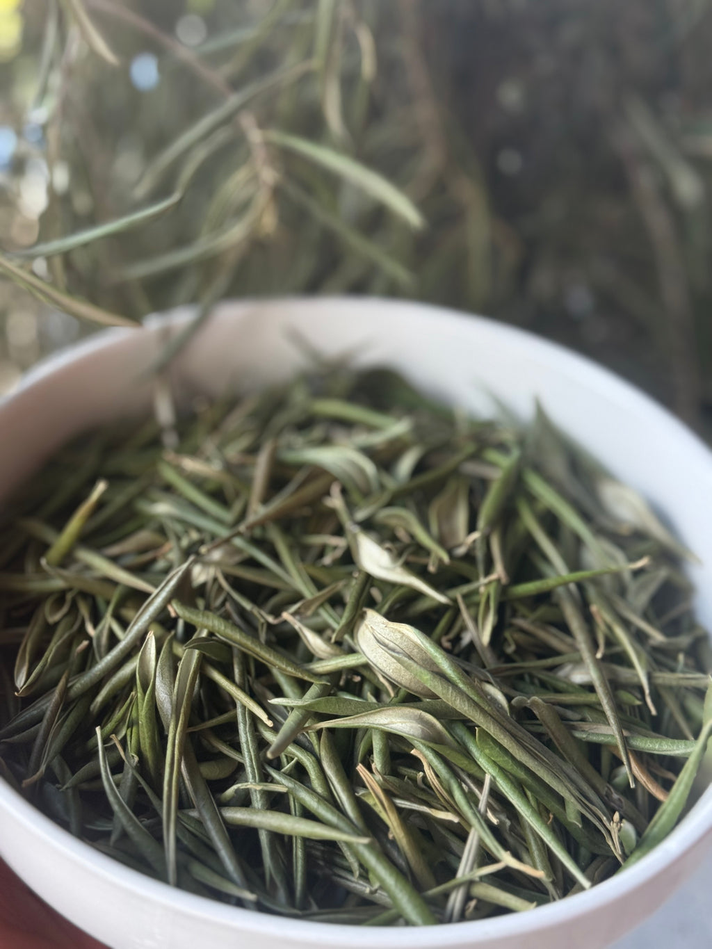Organic Olive Leaves | Hand-Harvested in Spain