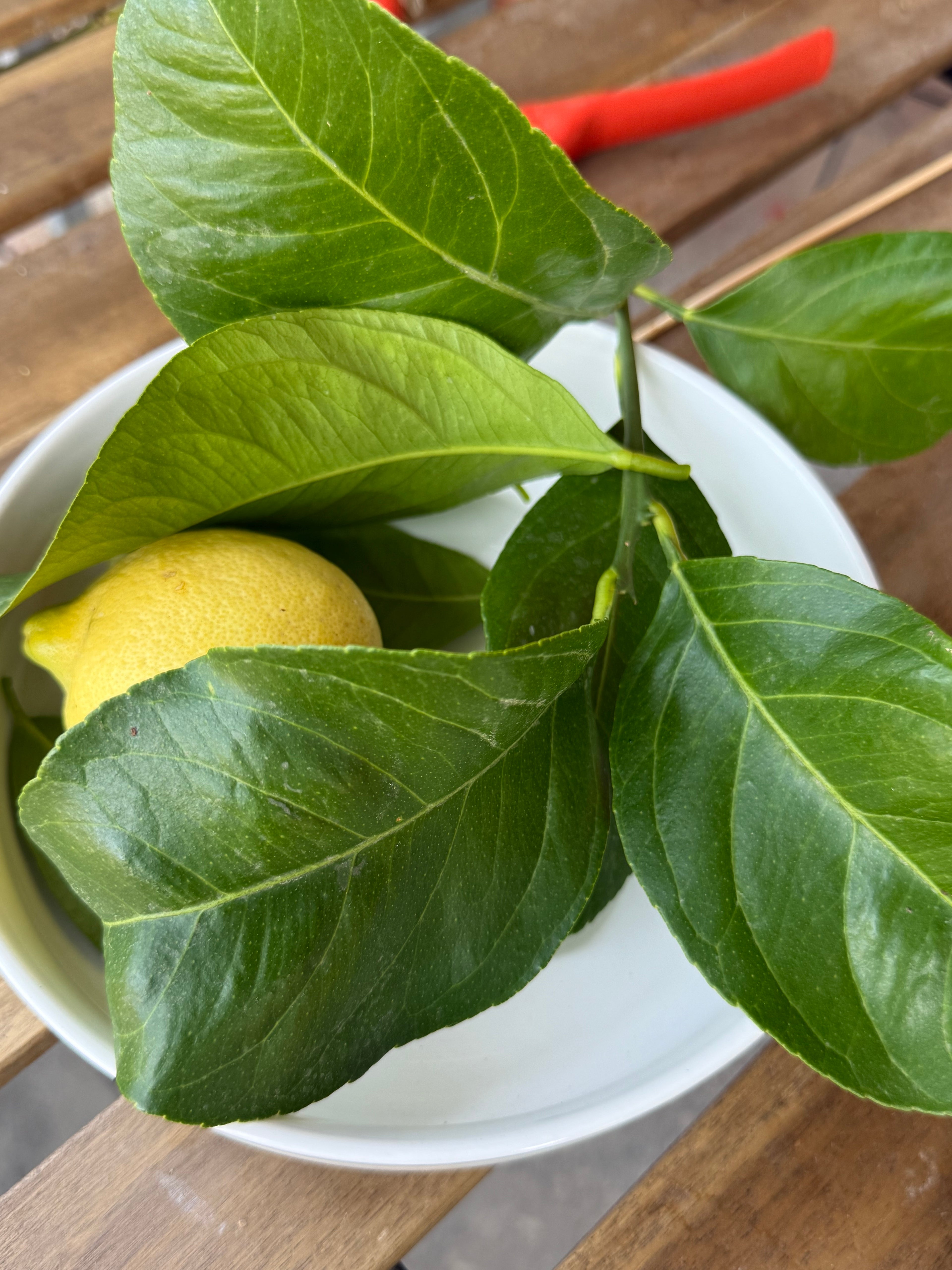 Organic Lemon Leaves| Hand-Harvested in Spain